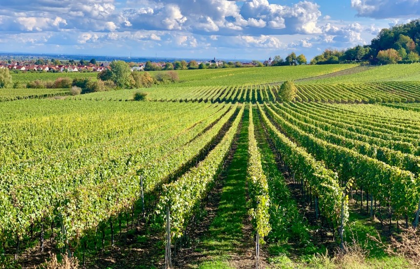 Top pairings | 10 undiscovered wine gems from Germany